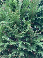 Lawsonsypress (Chamaecyparis lawsoniana)