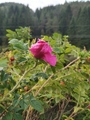 Rynkerose (Rosa rugosa)