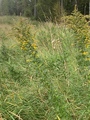 Kanadagullris (Solidago canadensis)