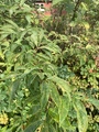 Rødhyll (Sambucus racemosa)