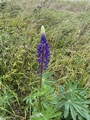 Hagelupin (Lupinus polyphyllus)