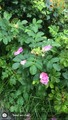 Rynkerose (Rosa rugosa)