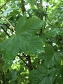 Platanlønn (Acer pseudoplatanus)