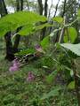 Kjempespringfrø (Impatiens glandulifera)