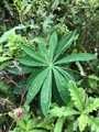 Hagelupin (Lupinus polyphyllus)