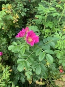 Rynkerose (Rosa rugosa)