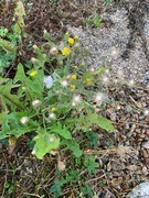 Klistersvineblom (Senecio viscosus)