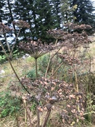 Tromsøpalme (Heracleum persicum)