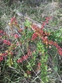 Høstberberis (Berberis thunbergii)