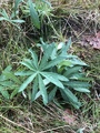 Hagelupin (Lupinus polyphyllus)