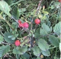 Rynkerose (Rosa rugosa)