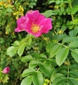 Rynkerose (Rosa rugosa)