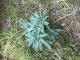 Hagelupin (Lupinus polyphyllus)