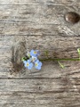 Engforglemmegei (Myosotis scorpioides)