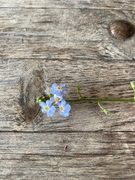 Engforglemmegei (Myosotis scorpioides)