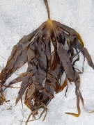 Cuvie (Laminaria hyperborea)