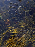 Blæretang (Fucus vesiculosus)