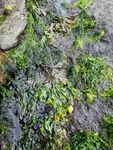 Havsalat (Ulva lactuca)