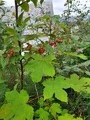 Bulkemispel (Cotoneaster bullatus)