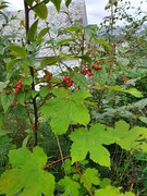 Bulkemispel (Cotoneaster bullatus)