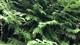 Lawsonsypress (Chamaecyparis lawsoniana)