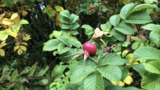 Rynkerose (Rosa rugosa)