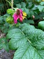 Rynkerose (Rosa rugosa)