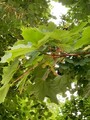 Platanlønn (Acer pseudoplatanus)