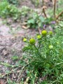 Tunbalderbrå (Matricaria matricarioides)