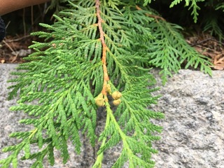 Tuja (Thuja occidentalis)