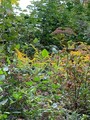 Kanadagullris (Solidago canadensis)