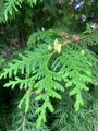 Tuja (Thuja occidentalis)