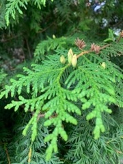 Tuja (Thuja occidentalis)