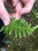 Sisselrot (Polypodium vulgare)