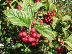 Bulkemispel (Cotoneaster bullatus)