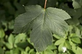 Platanlønn (Acer pseudoplatanus)