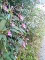 Kjempespringfrø (Impatiens glandulifera)