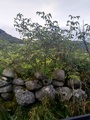 Rødhyll (Sambucus racemosa)