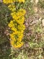 Kanadagullris (Solidago canadensis)