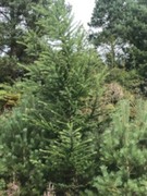 Sitkagran/lutzgran (Picea sitchensis/×lutzii)