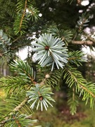 Hvitgran (Picea glauca)
