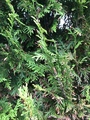 Tuja (Thuja occidentalis)