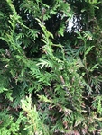 Tuja (Thuja occidentalis)