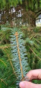 Sitkagran/lutzgran (Picea sitchensis/×lutzii)