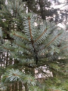 Sitkagran/lutzgran (Picea sitchensis/×lutzii)