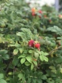 Rynkerose (Rosa rugosa)