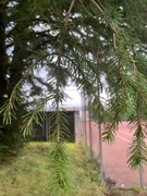 Sitkagran/lutzgran (Picea sitchensis/×lutzii)