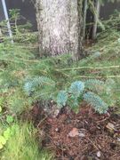 Sitkagran/lutzgran (Picea sitchensis/×lutzii)