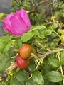 Rynkerose (Rosa rugosa)