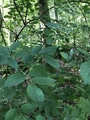 Hegg (Prunus padus)